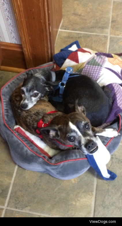 My two best friends are rescue Italian Greyhound mixes- Carmel…
