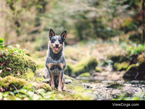 Dog in the Forest |
Bjoern Gotzmann