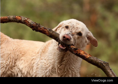 Muddy |

Marion Schoening