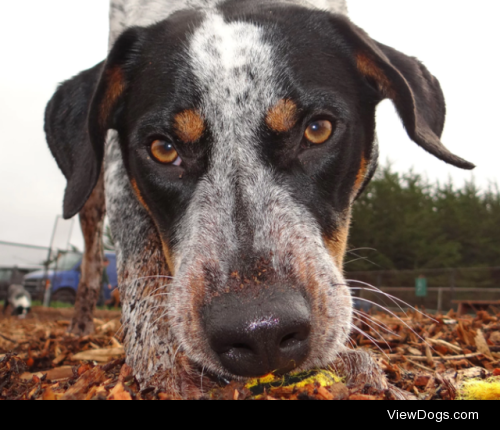 Boomer | Trudy Gardner