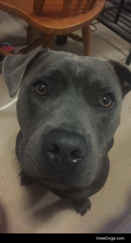 This is Knuckle, our beautiful blue English staffy. “For…