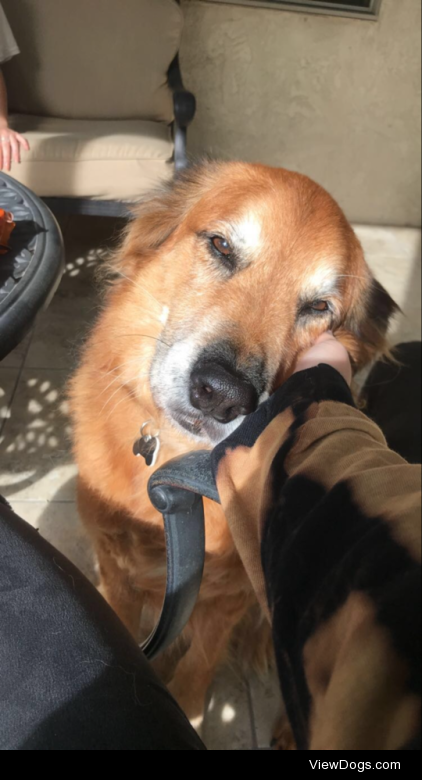 Kody — a big ol’ mutt with the sweetest eyes and the best tail