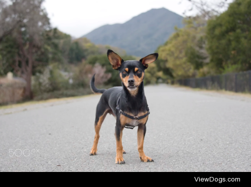 Small dog… big hill | Bob Cullinan