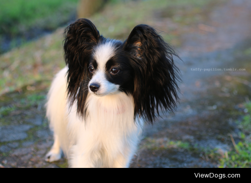 taffy-papillon:

In the rays of the setting sun.