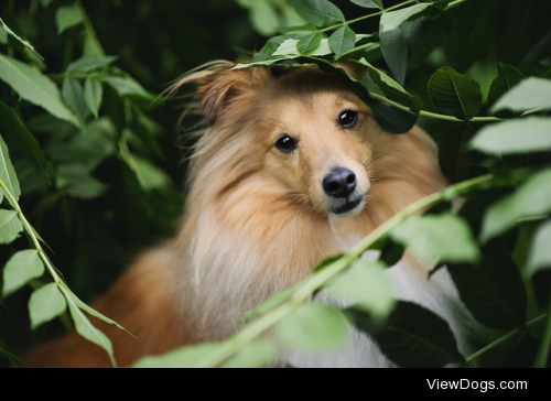 Handsomedogs’ Photography Contest XVIROUND 1.2Here are your top…