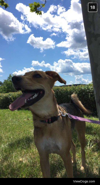 Violet, a beagle German shepherd mix, thinks she’s a human and…