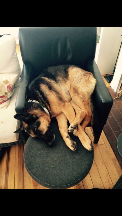 So determined to lay on the furniture…