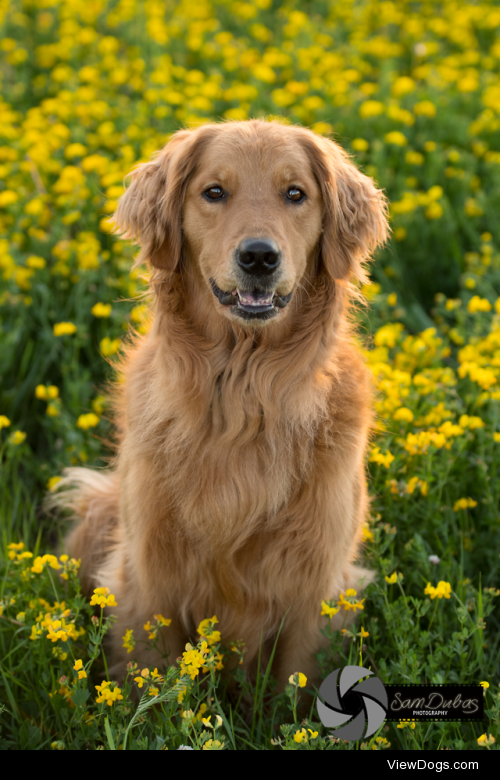 servicedogmolly:

the brightest flower in the field….