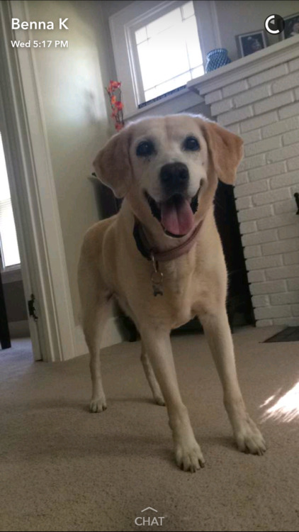 My sweet 15 year old lab runt baby! Sunshine Ray Marie or Sunny…