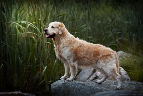 oneabsentdog:

Forever young