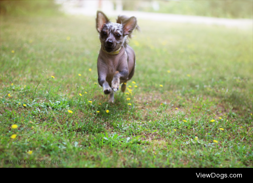 whymaraner:

My dandelion trampling, frolicking gremlin daughter…