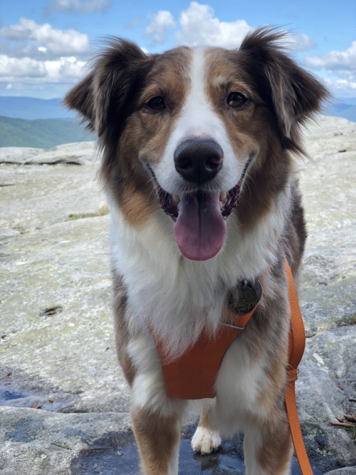 thechilidog:

McAfee Knob summit