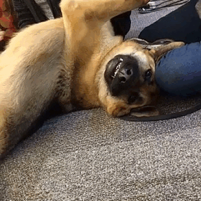 This is Max! He is a 3 year old German Shepherd and loves belly…