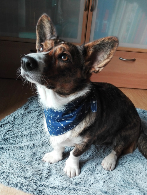 This sweet girl is Evie. She’s a 1 year old Cardigan Welsh Corgi…