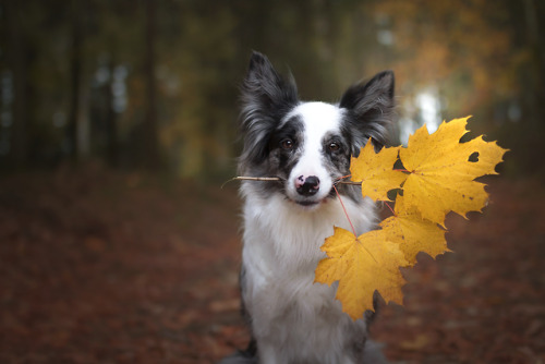 Autumn Love :by Martyna Ożóg
facebook | instagram | flickr