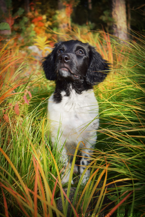 oneabsentdog:

Autumn puppy