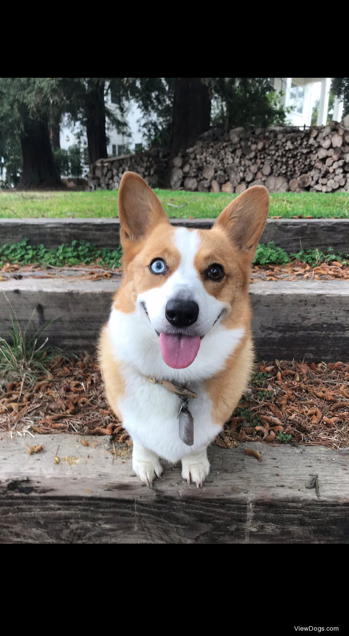 Paisley has heterochromia! Paisley has heterochromia!