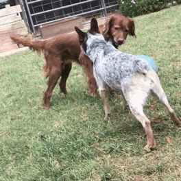 If any of you remember Colt, here’s his best pal Bree! She’s my… If any of you remember Colt, here’s his best pal Bree! She’s my…