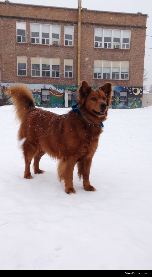 Guess the Breed – LucasThis is Lucas, a 50 lb mixed breed. He measures 21” at the shoulder and he is…