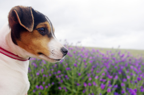 violet-and-mate:

My mother’s puppy Cindy.