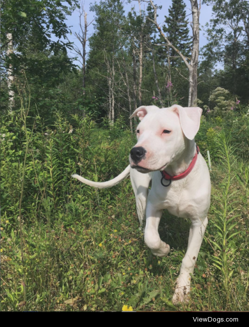 handsomedogs:

Guess the breed(s)!This is a picture of Luna at 5…