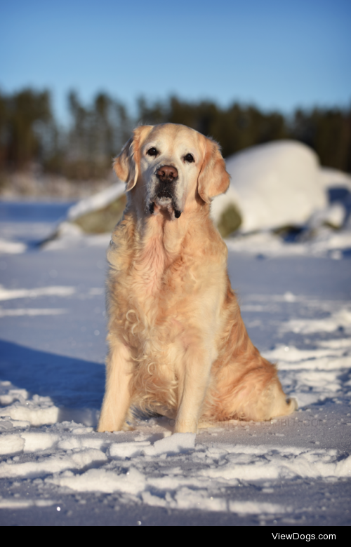 oneabsentdog:

One wise golden