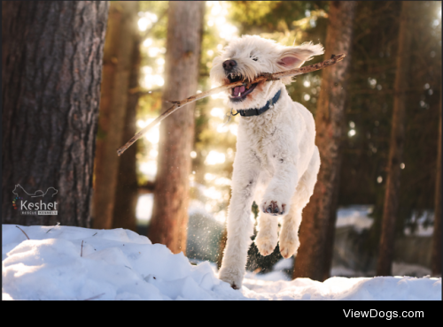 Late Afternoon Play! by  Keshet Kennels & Rescue