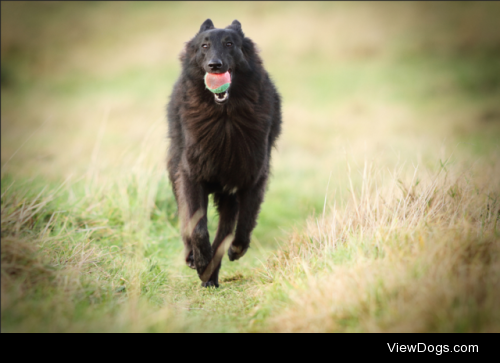 On the Run by David Killeen