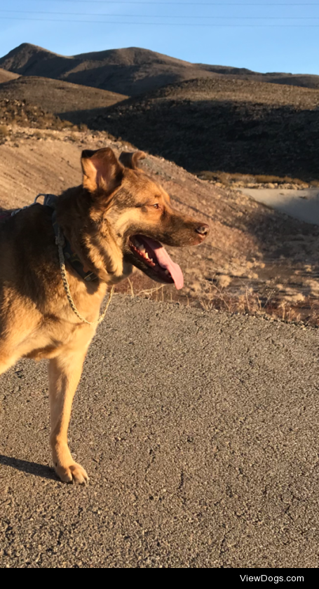 Rusty is very eager to please, sometimes anxious, and never leaves my side. I was told he’s a GSD…