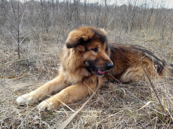 This is Bear! He’s a gentle fluffy giant. A german and caucasian shepherd mix. ❤