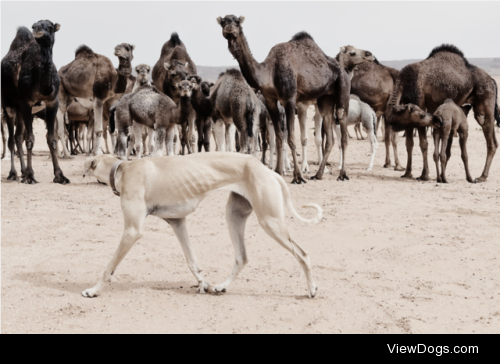 livestockguardiangod:

A Sloughi (Arabian greyhound) herds a…