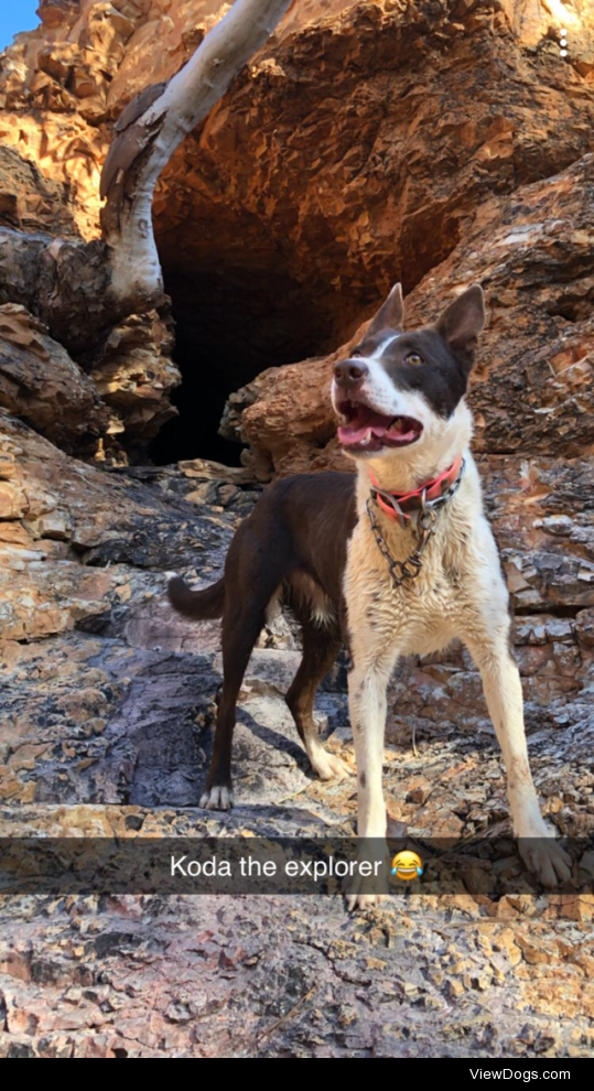 This is Koda, 3 years old and a keen explorer of the Australian outback!