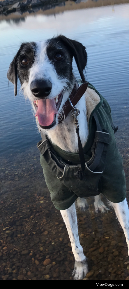 Stan the Man! 2yo Lurcher!