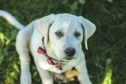 lifewithduma:

Duma 10 weeks January 2015Sadie 10 weeks October…