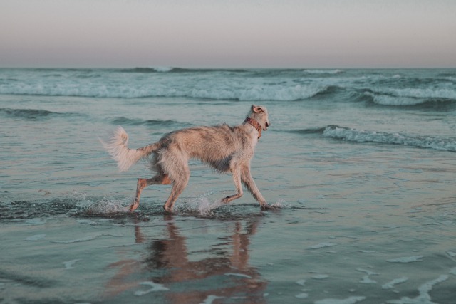 intriga-hounds:bazzle at the beach ☀️🌊photos by @anyone-whos-anyone