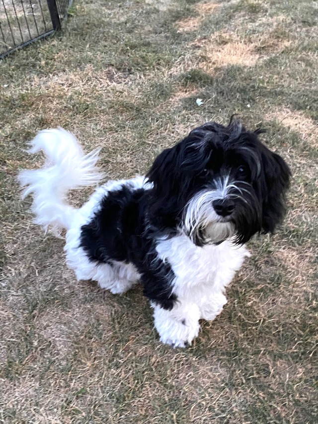 This is Ollie. He just got his first haircut, and I think he looks very handsome! He’s a…