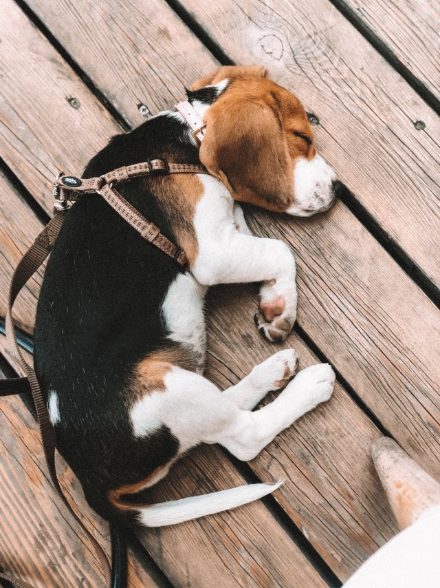 assi-thebeagle:Sleepy pupFollow on instagram @assithebeagle