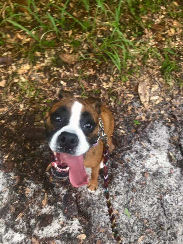 boxerbeans:someone was VERY upset that I stopped on our way back to the car for some pictures.