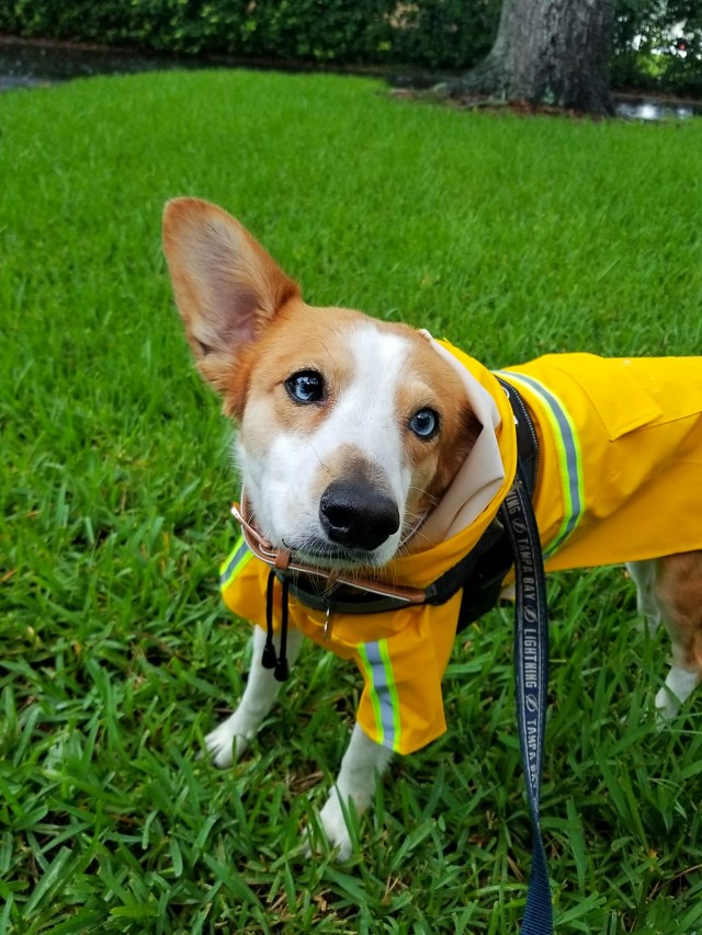 I finally got to put Eevee in her little rain coat!