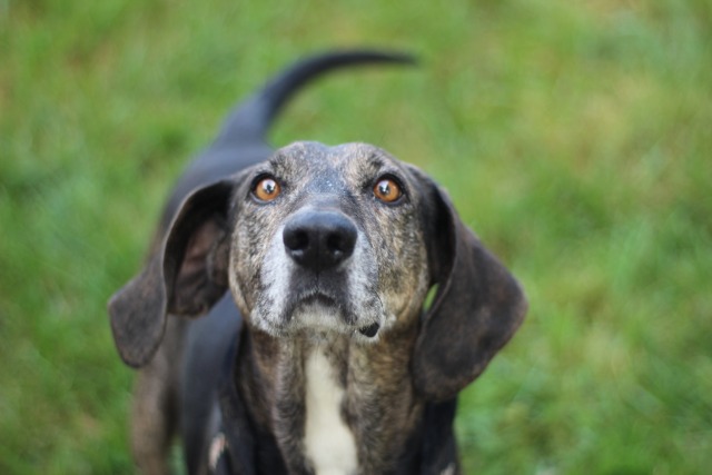 specklemutts:hims got the most smoochable face