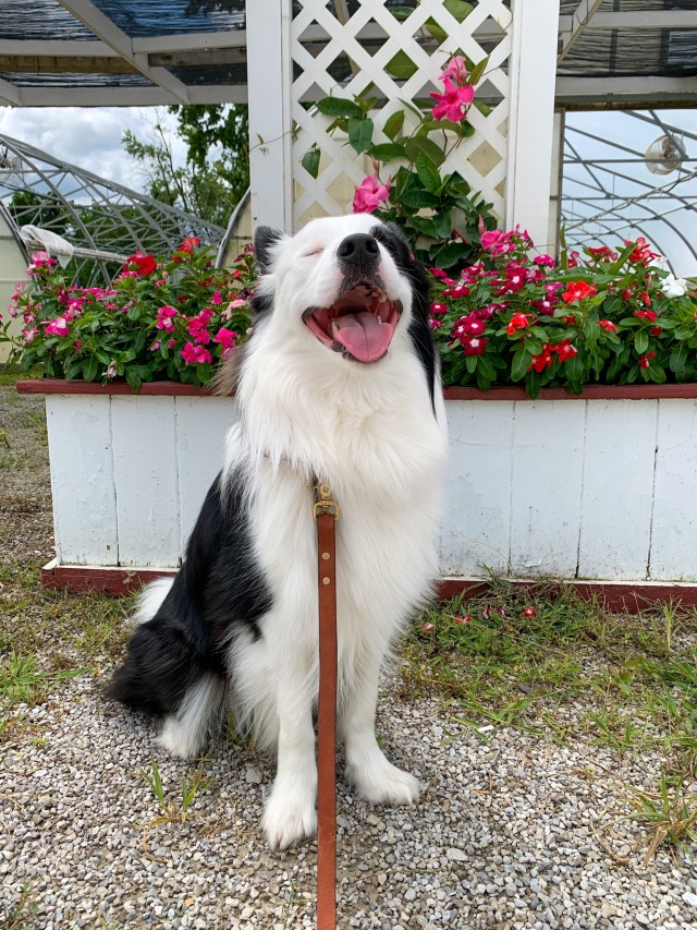 boofblr:supremely good & smiley farmer’s market companion 10/10