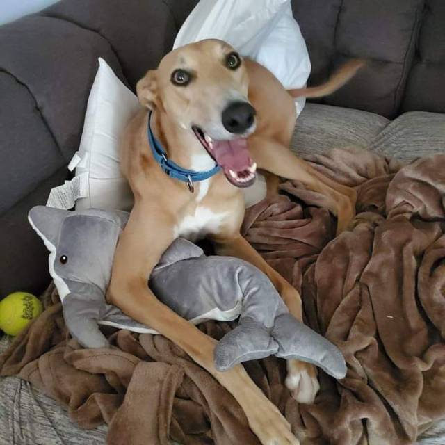 galtx:Nash looks pretty happy about his new dolphin stuffy.  Forever home is awesome!