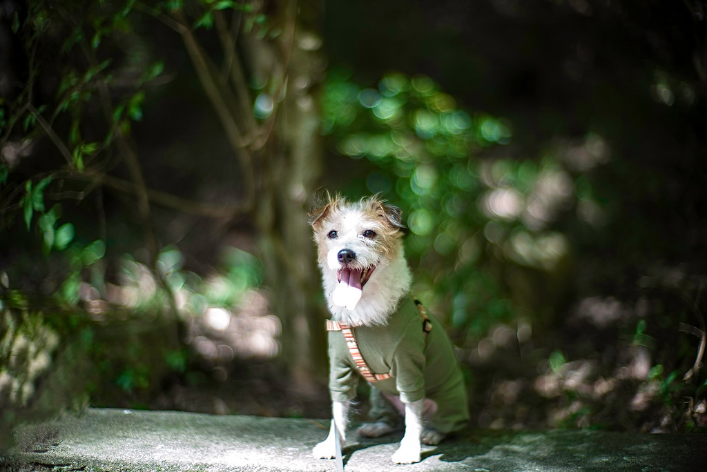 moaan:

	Green Breeze by Katsuaki  Shoda

	Via Flickr:
	Under…