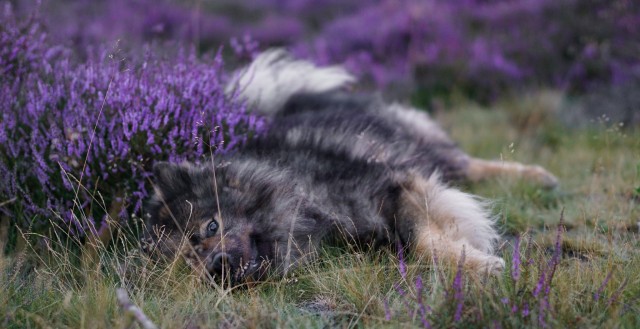 lokis-hexe:15.08.2020This year’s photos in the heather