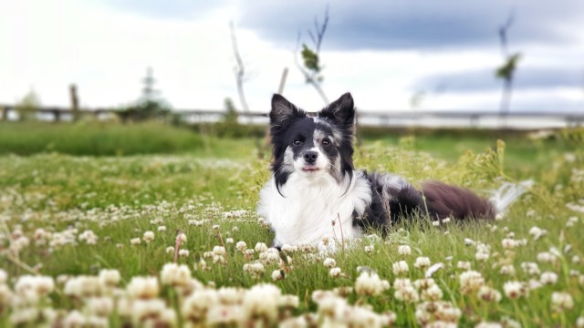 woolywoofs:Blep