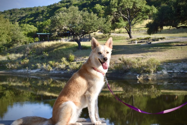 vulpinesunshine:this looks like a senior portrait