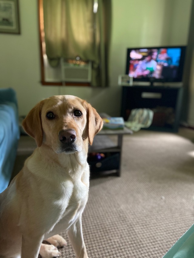 yellowdogadventures:If you guessed I was eating for this stare you are correct
