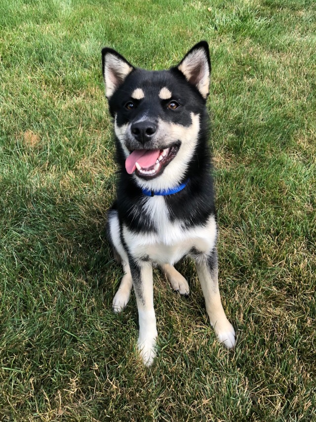 aspenthemutt:Hello yes I will pose like a handsome boy for you to throw the frisbeeEnough pictures!…