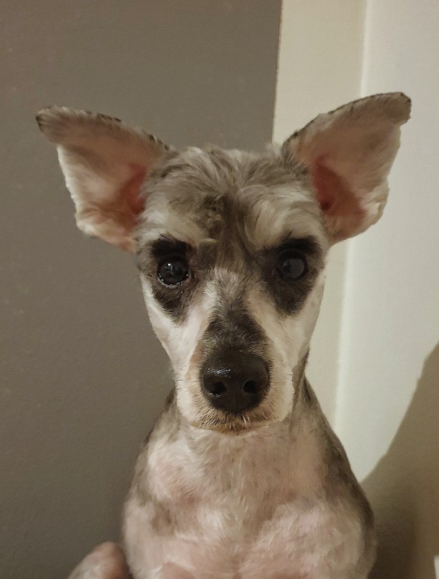 soulpups:no more ear hair!!! now she’s full elf