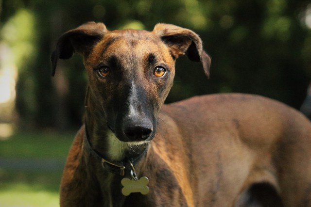 redbrindlereggie:long snoot